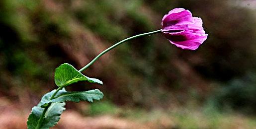 《指环王：重返摩瑞亚》开场动画公布